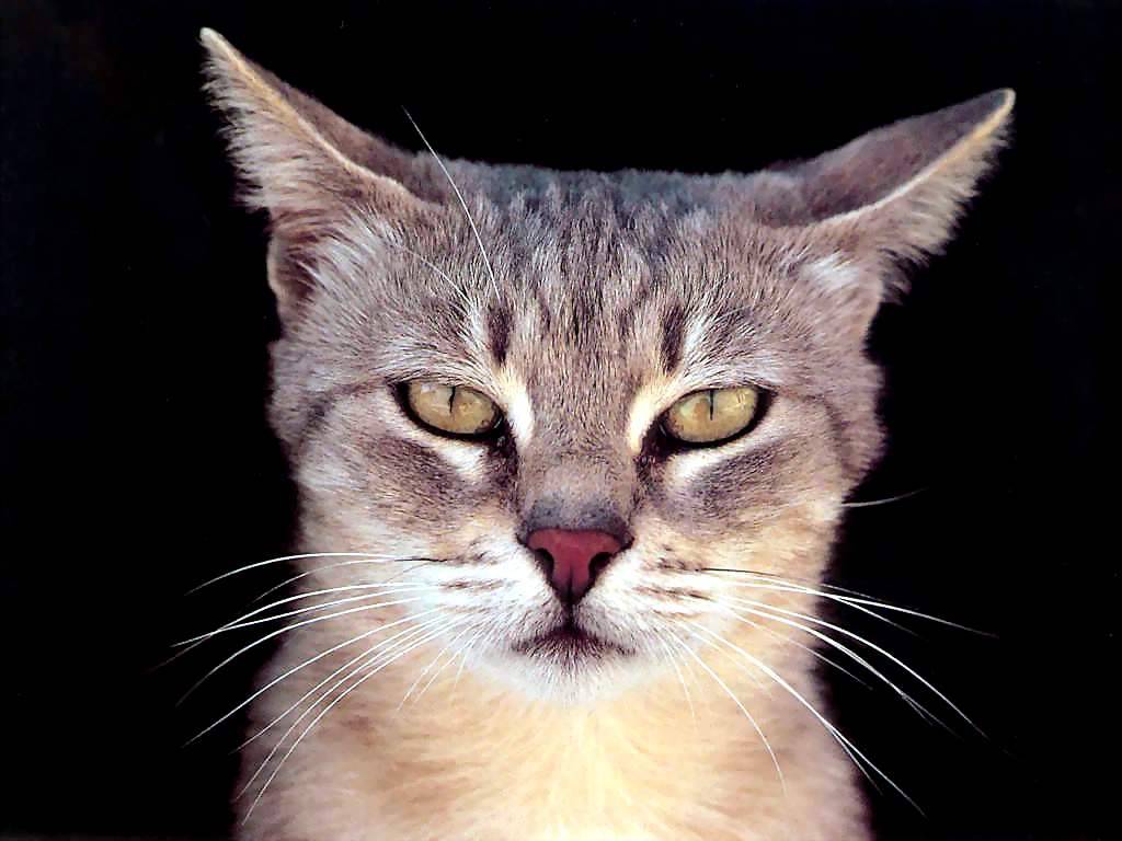 Gatti (218)